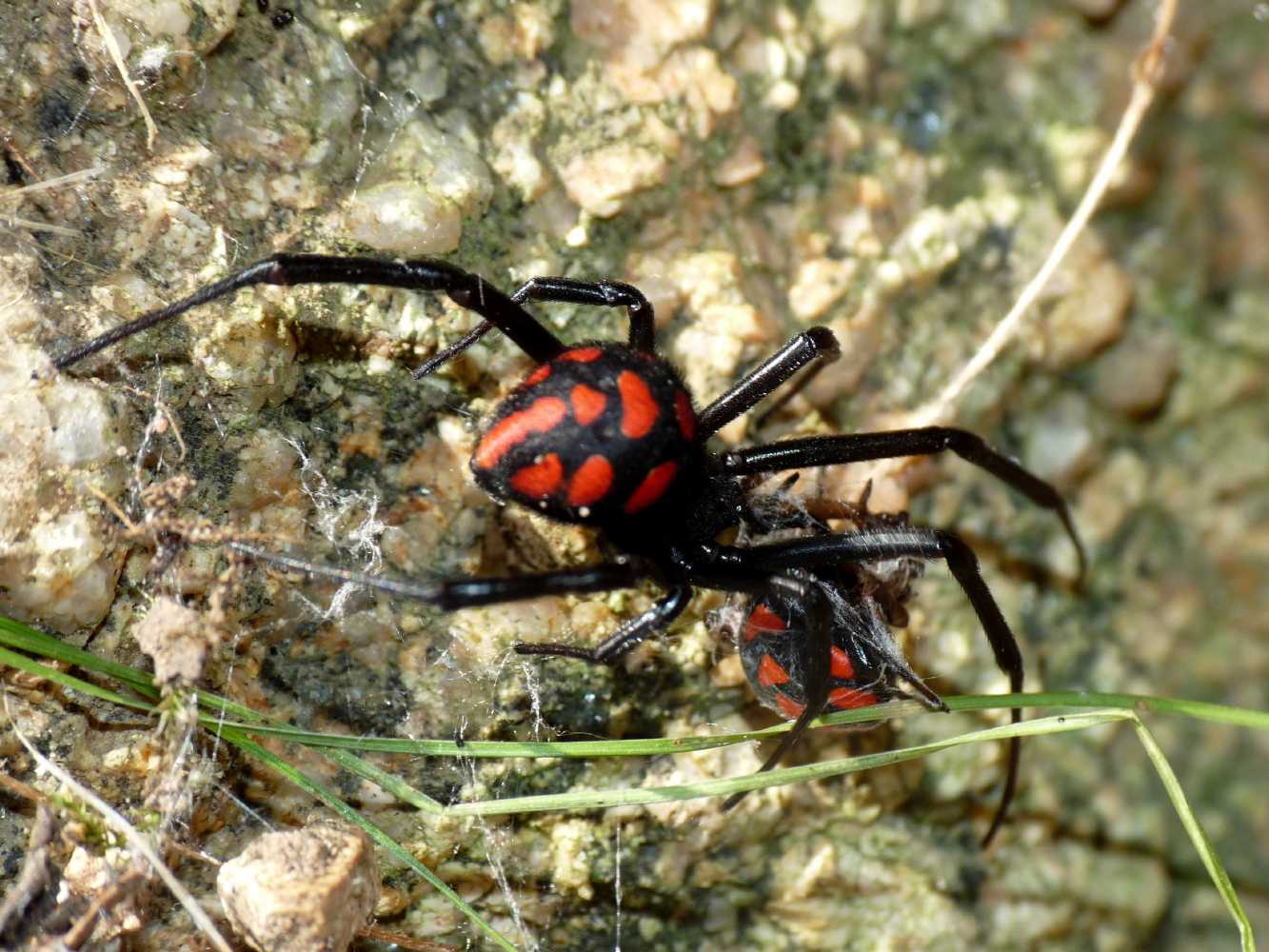 Latrodectus tredecimguttatus - predazione intraspecifica - S. Teresa Gallura (OT)